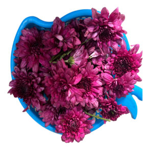 Fresh Flowers Purple Chrysanthemum