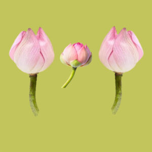 Buy Lotus Flower Online