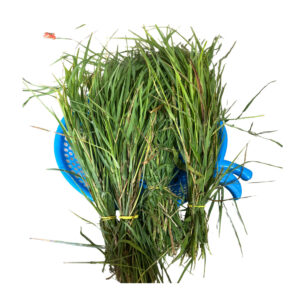 Durva Grass for puja