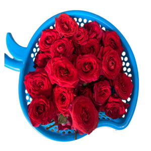 ed-Rose Malabar Flowers